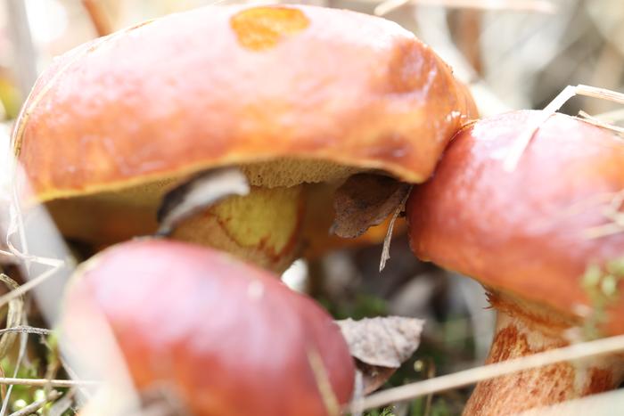 mushroom underside