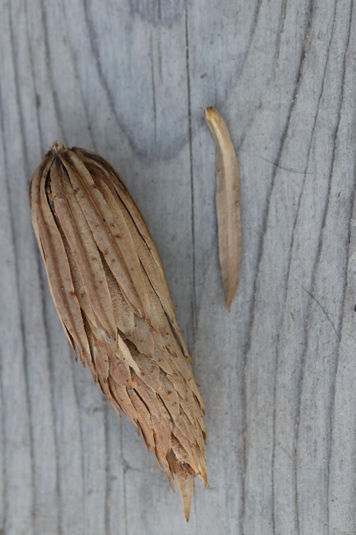 Tulip poplar (Liriodendron tulipifera) seeds