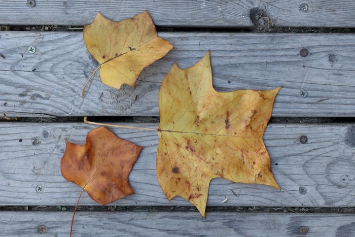 Tulip poplar (Liriodendron tulipifera) leaves