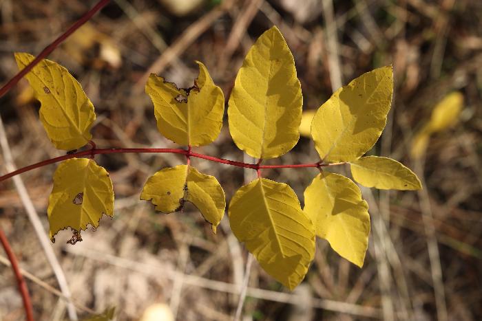 Spreading dogbane (Apocynum androsaemifolium)