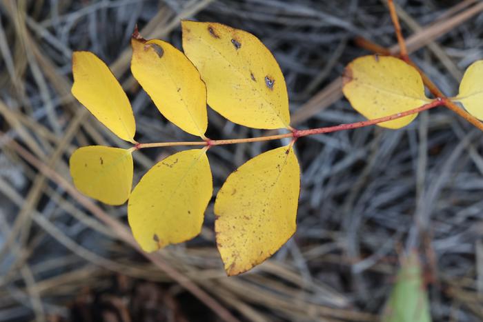 Spreading dogbane (Apocynum androsaemifolium)