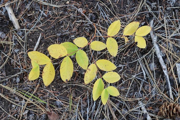 Spreading dogbane (Apocynum androsaemifolium)