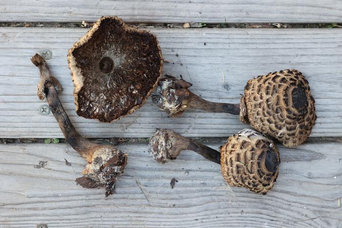 Shaggy parasol (Chlorophyllum rhacodes)