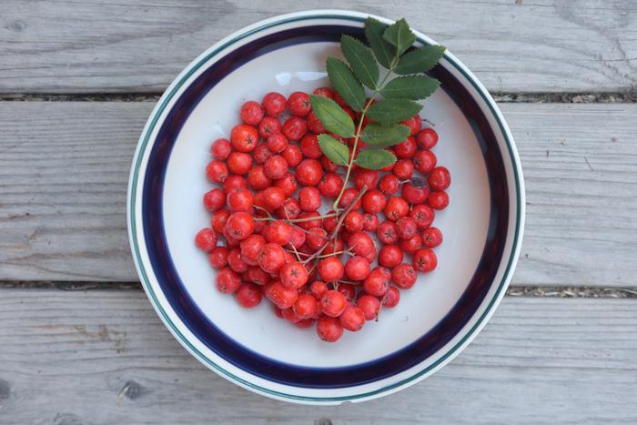 Mountain ash fruits