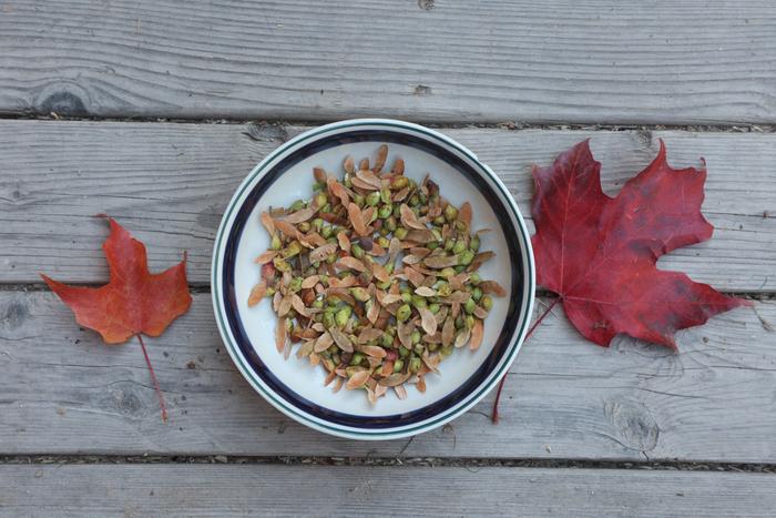 Sugar maple seeds