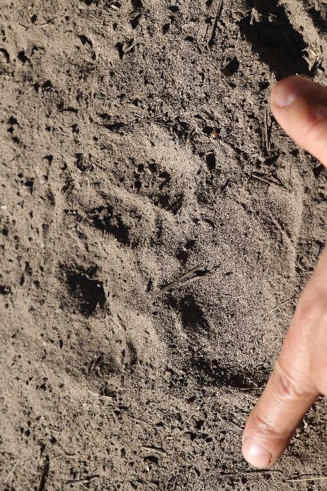 bear track front foot