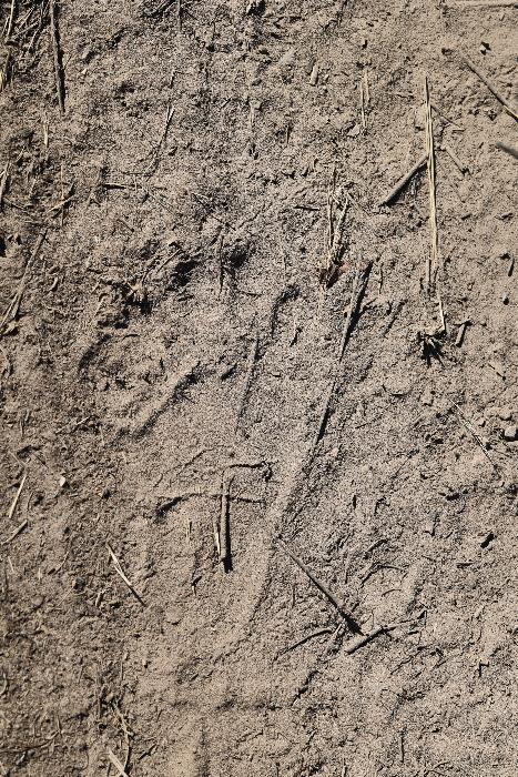 bear track hind foot