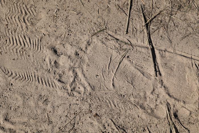 bear track hind foot