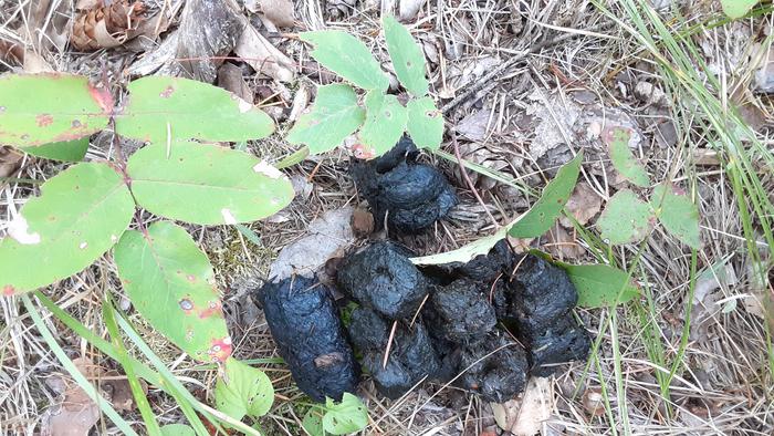 bear scat