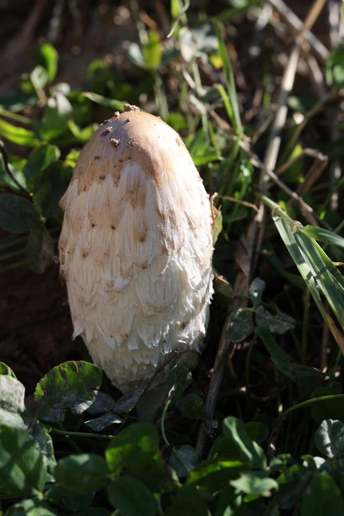 Shaggy mane (Coprinus comatus)