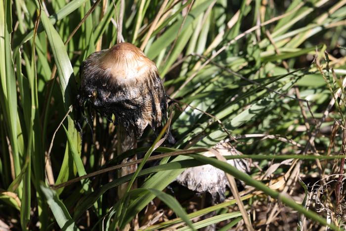 Shaggy mane (Coprinus comatus)