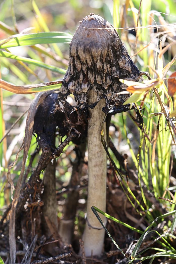 Shaggy mane (Coprinus comatus)