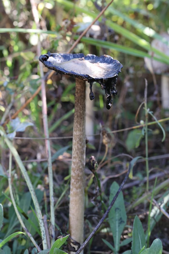 Shaggy mane (Coprinus comatus)