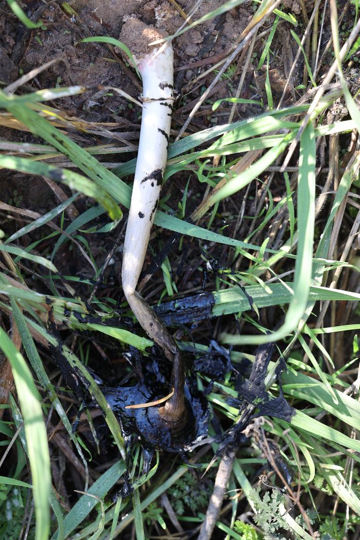 Shaggy mane (Coprinus comatus)