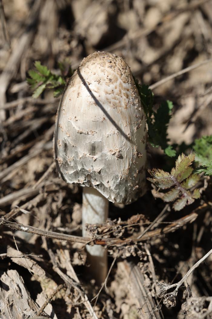 Shaggy mane (Coprinus comatus)