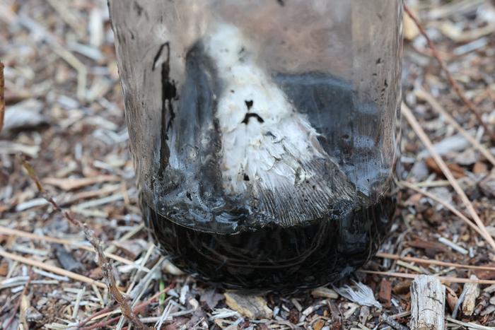 Shaggy mane (Coprinus comatus) ink