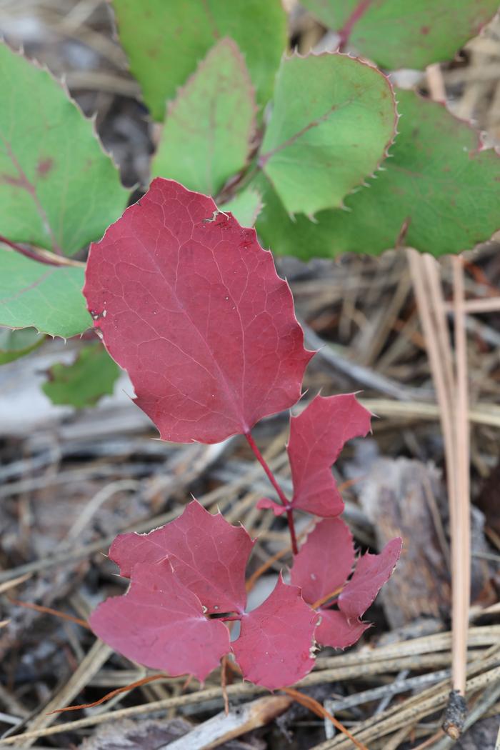 Creeping Oregon grape (Mahonia repens)