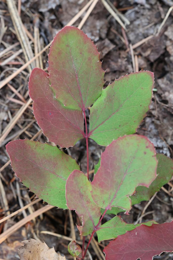 Creeping Oregon grape (Mahonia repens)