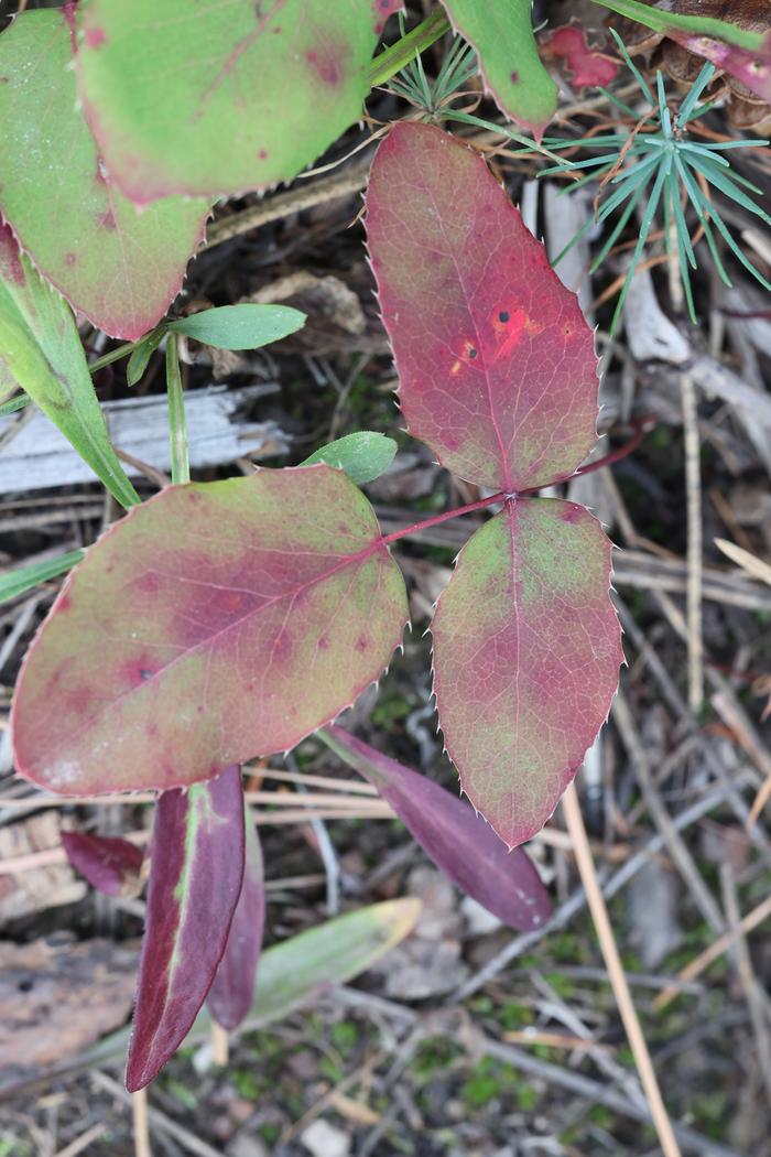 Creeping Oregon grape (Mahonia repens)