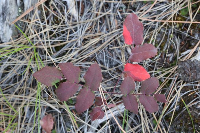 Creeping Oregon grape (Mahonia repens)