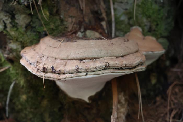 Bracket fungi