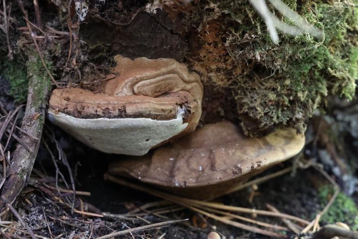 Bracket fungi