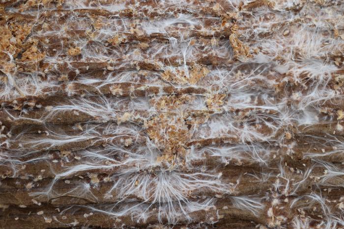 King Stropharia (Stropharia rugosoannulata) spawn on cardboard