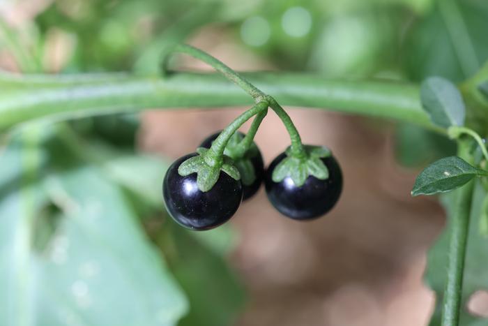 Black nightshade (Solanum nigrum) berries