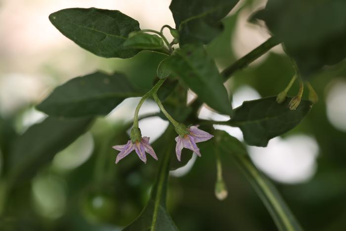 Black nightshade (Solanum nigrum) flowers