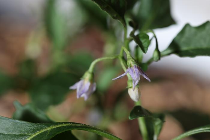 Black nightshade (Solanum nigrum) flowers