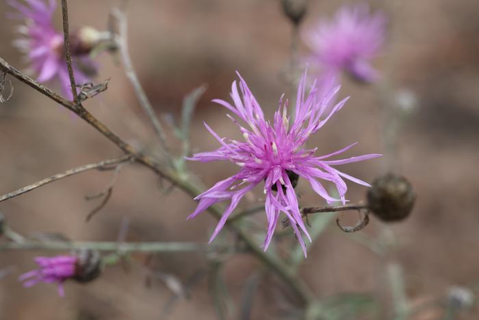 Spotted knapweed (Centaurea stoebe)