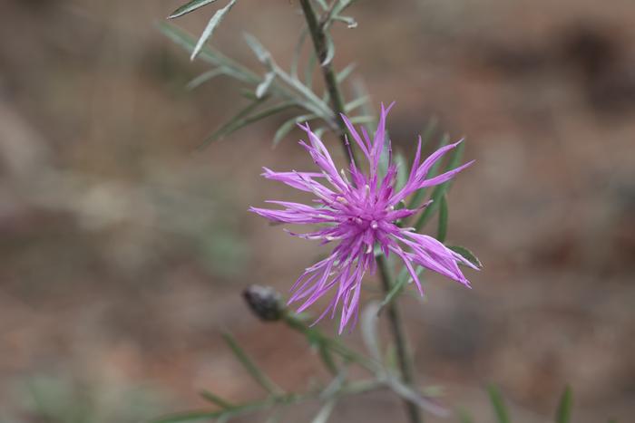 Spotted knapweed (Centaurea stoebe)