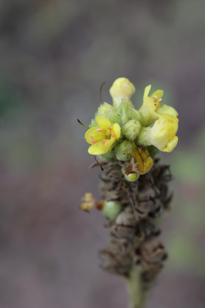 Mullein (Verbascum thapsus)