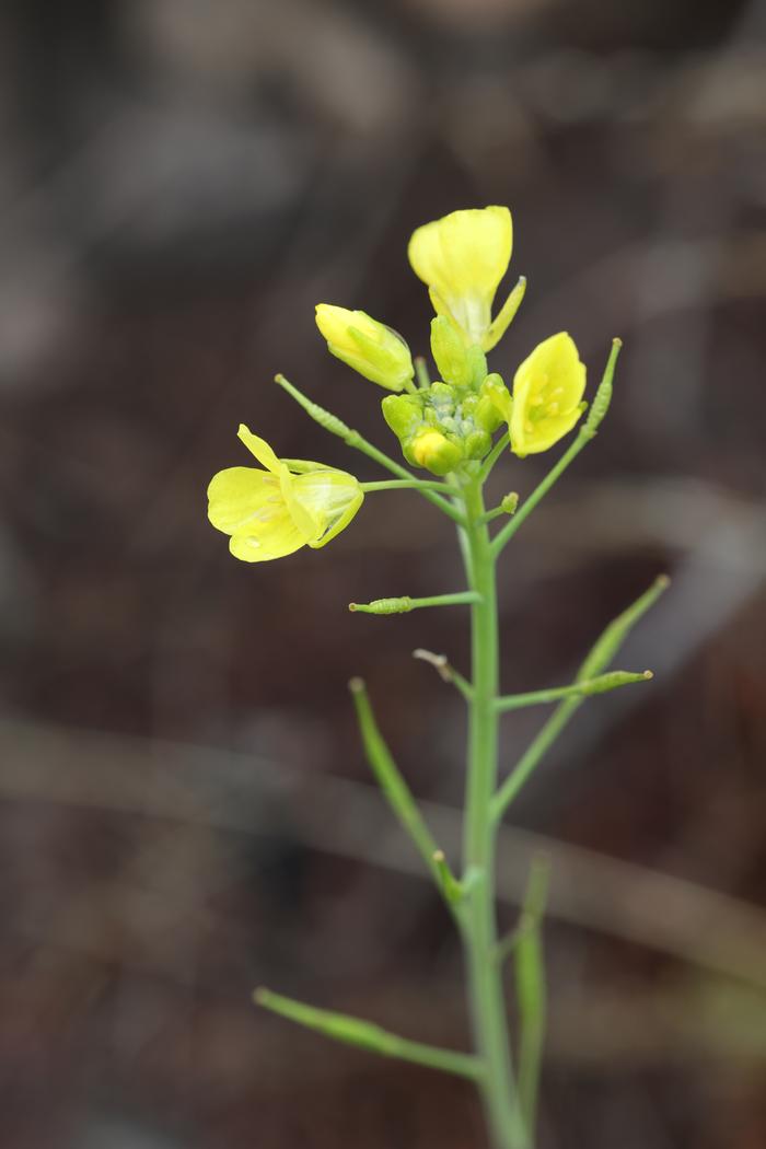 mustard flower