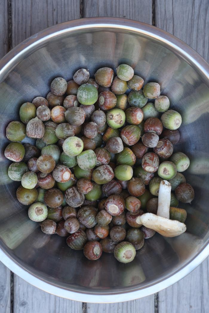 Various red oak acorns 