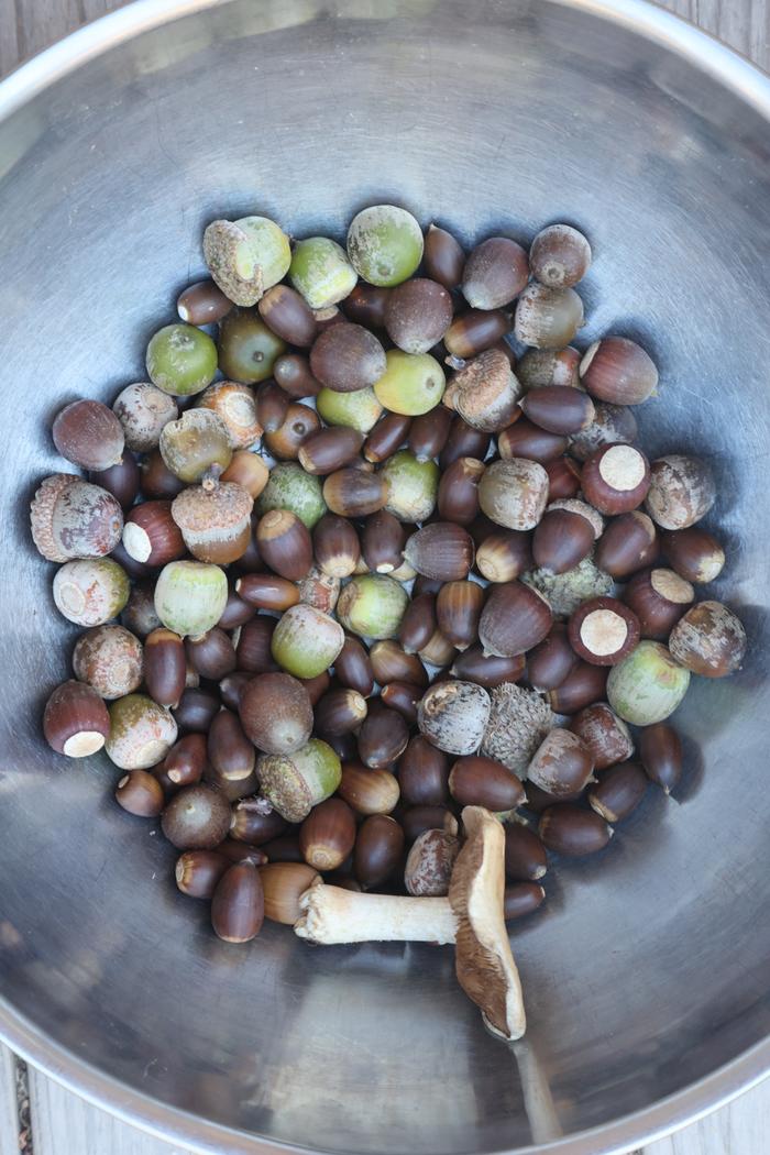 Various white oak acorns