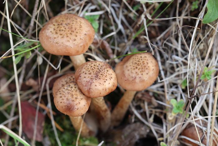 Honey mushrooms (Armillaria spp.)