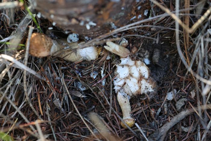 Honey mushrooms (Armillaria spp.)