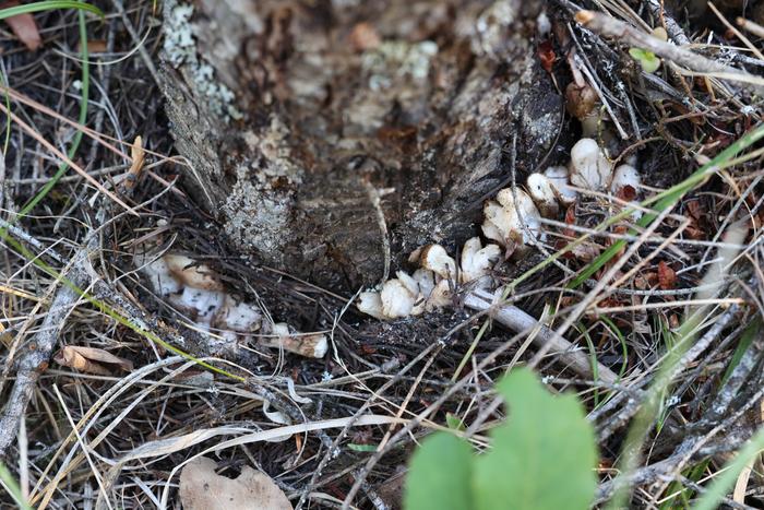 Honey mushrooms (Armillaria spp.)