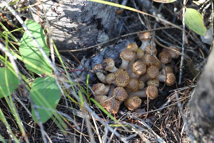 Honey mushrooms (Armillaria spp.)