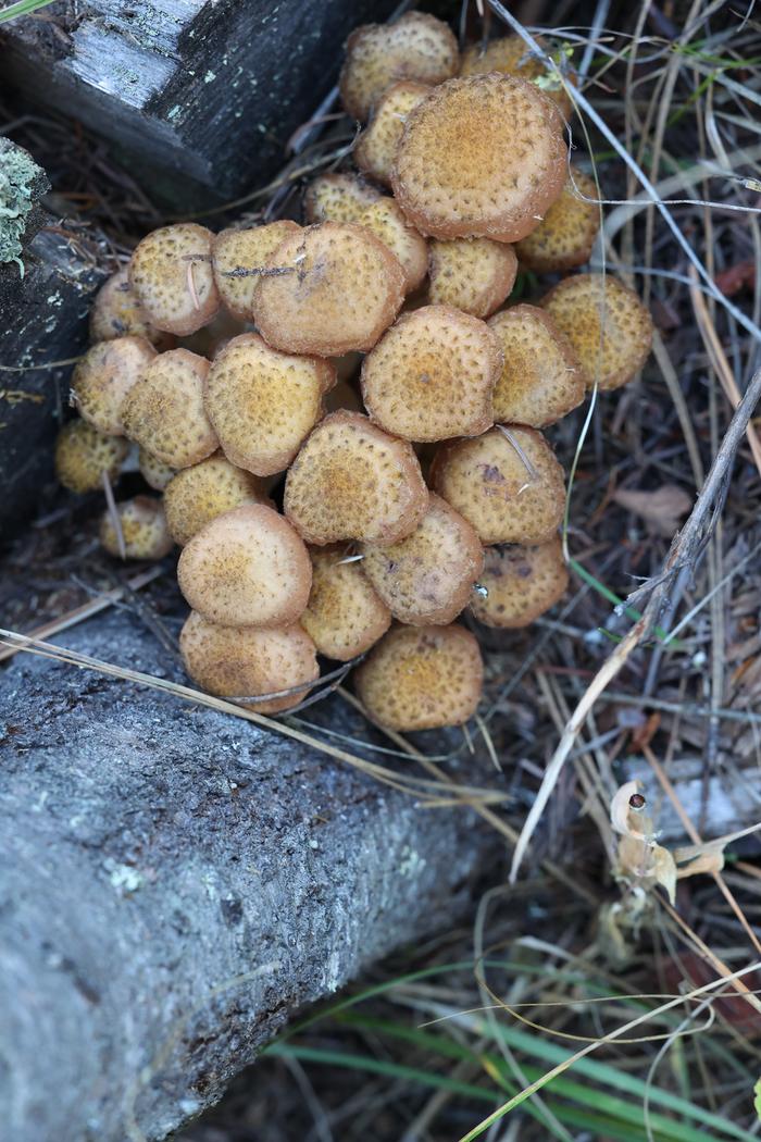 Honey mushrooms (Armillaria spp.)