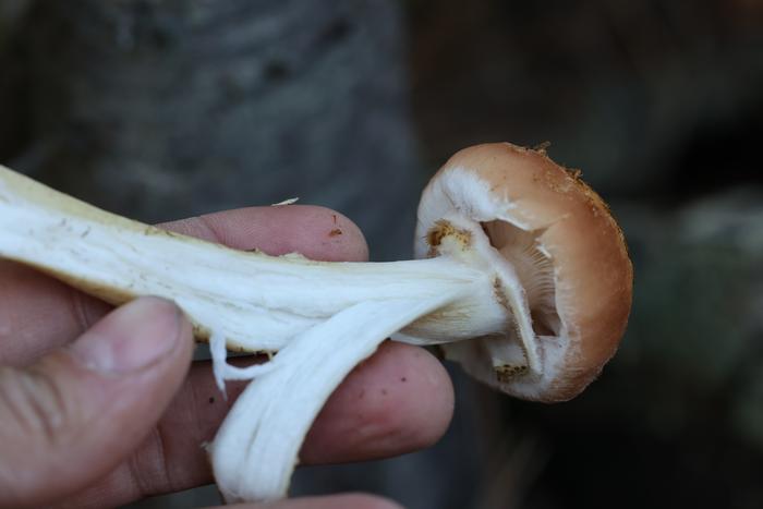 Honey mushroom (Armillaria spp.)