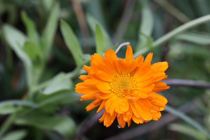 calendula flower