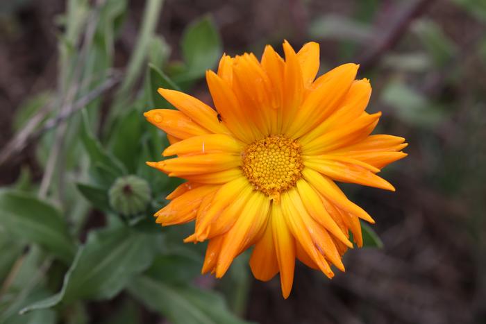 calendula flower