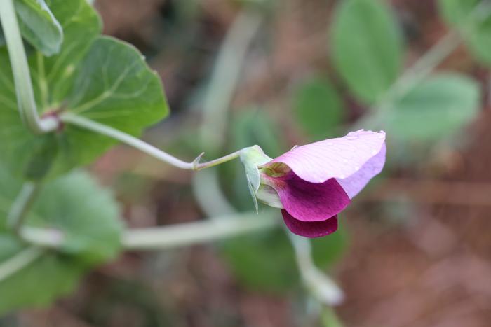 pea blossom