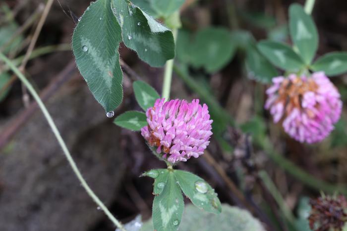 red clover blossom