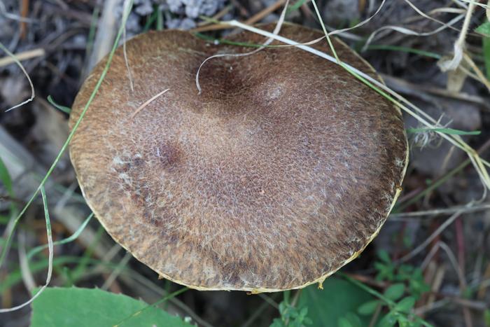 Matte Jack (Suillus lakei)