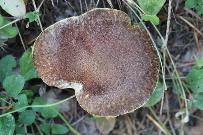 Matte Jack (Suillus lakei)