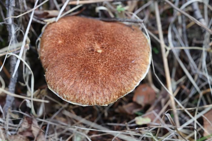 Matte Jack (Suillus lakei)