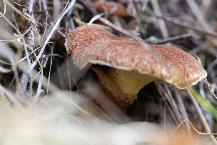 Matte Jack (Suillus lakei)